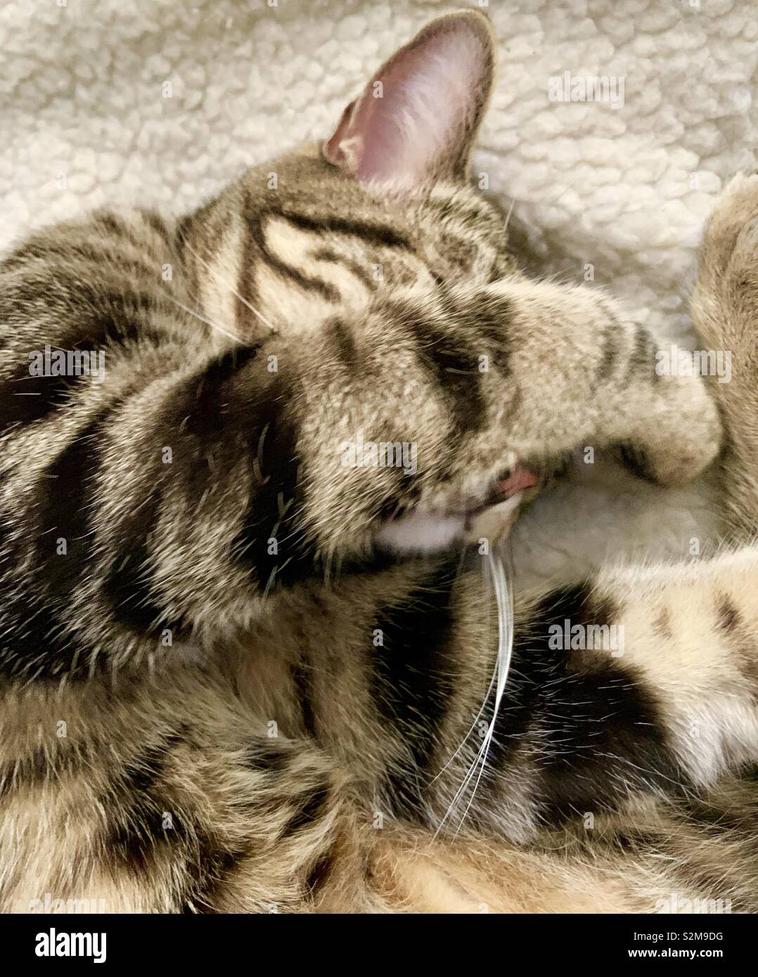 Bengal cat, sleeping Stock Photo Alamy
