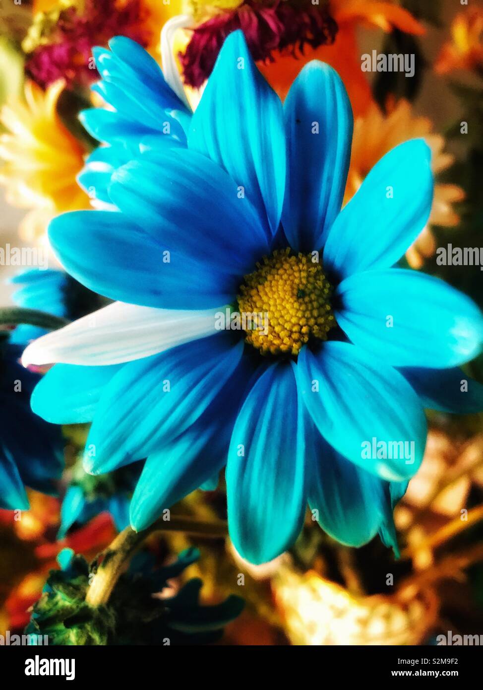 Radiant blue daisy, yellow center, autumnal background Stock Photo