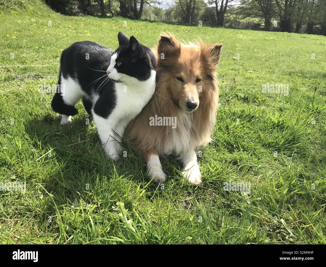 Cat and dog Stock Photo