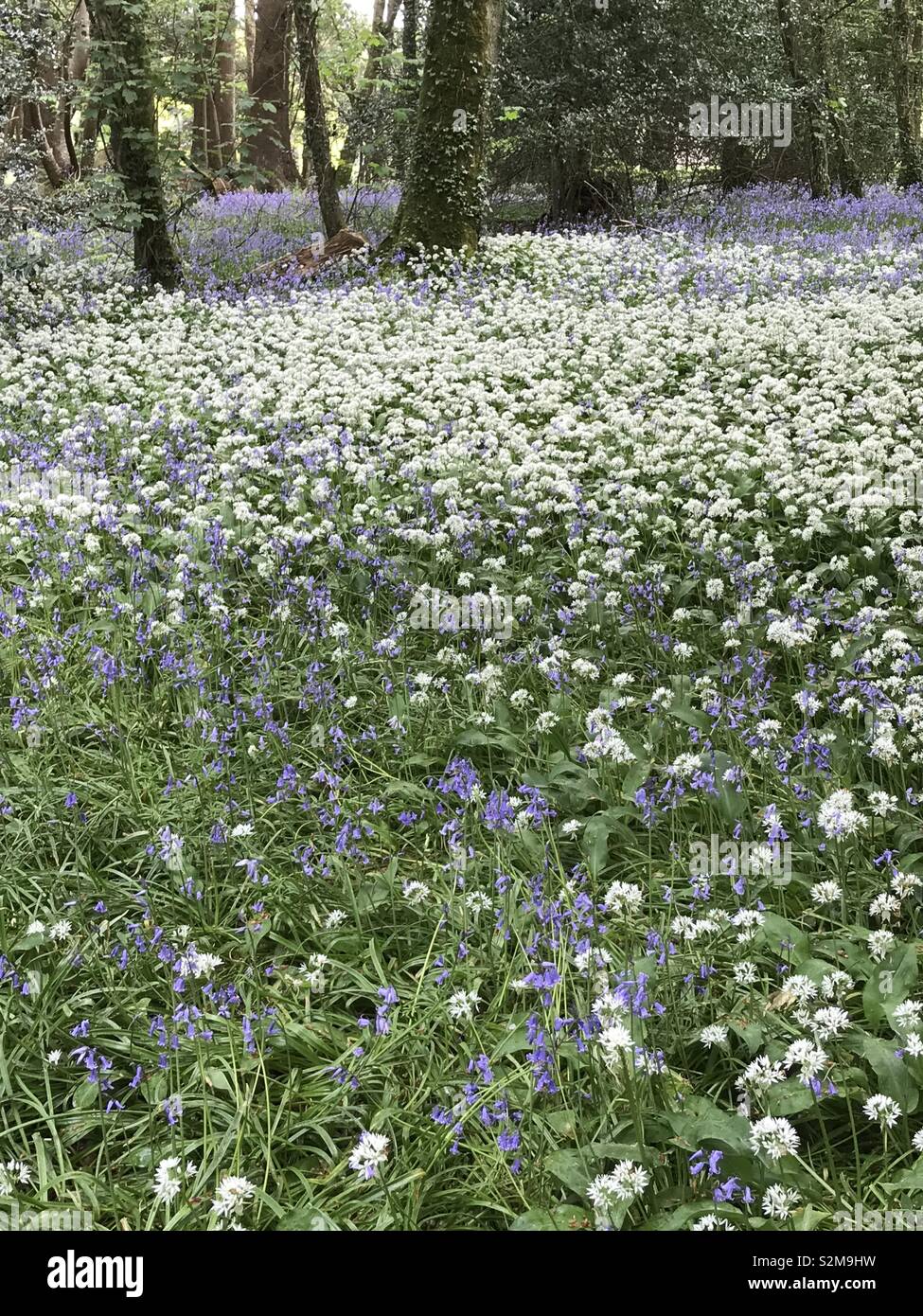 Field of bluebells and wild garlic Stock Photo