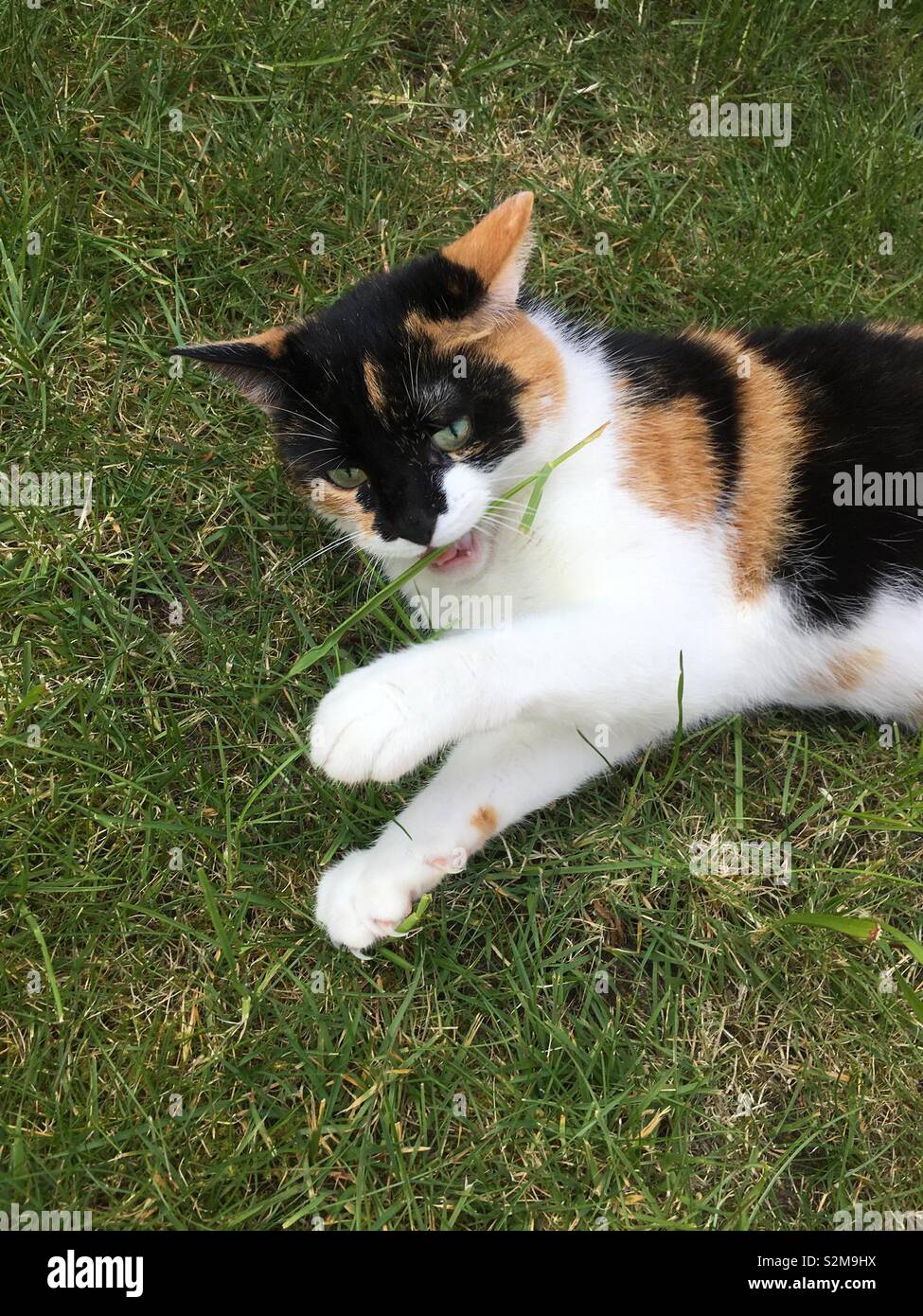 Calico cat chewing grass Stock Photo Alamy
