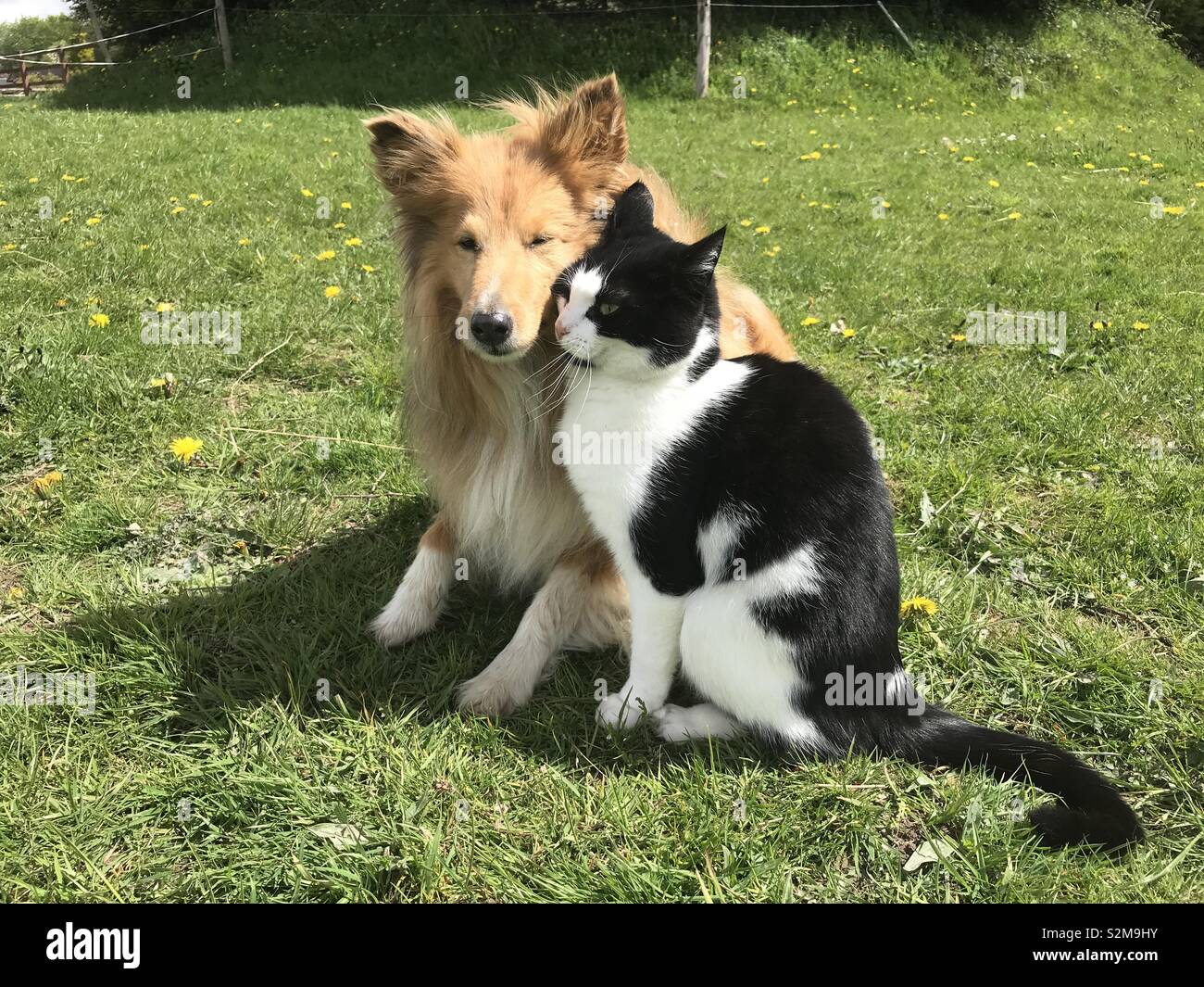 Best friends, cat and dog Stock Photo