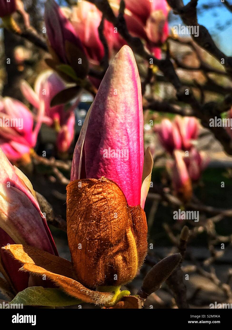 Huge showy beautiful pink and white Magnolia flower budding in springtime. - Smartphone Captured Stock Image