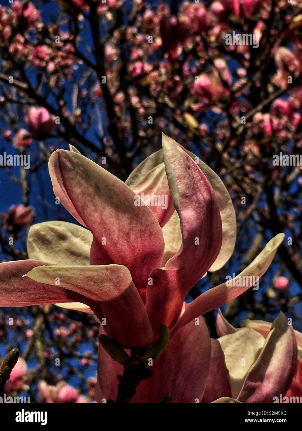 Huge showy beautiful pink and white Magnolia flower on a sunny spring