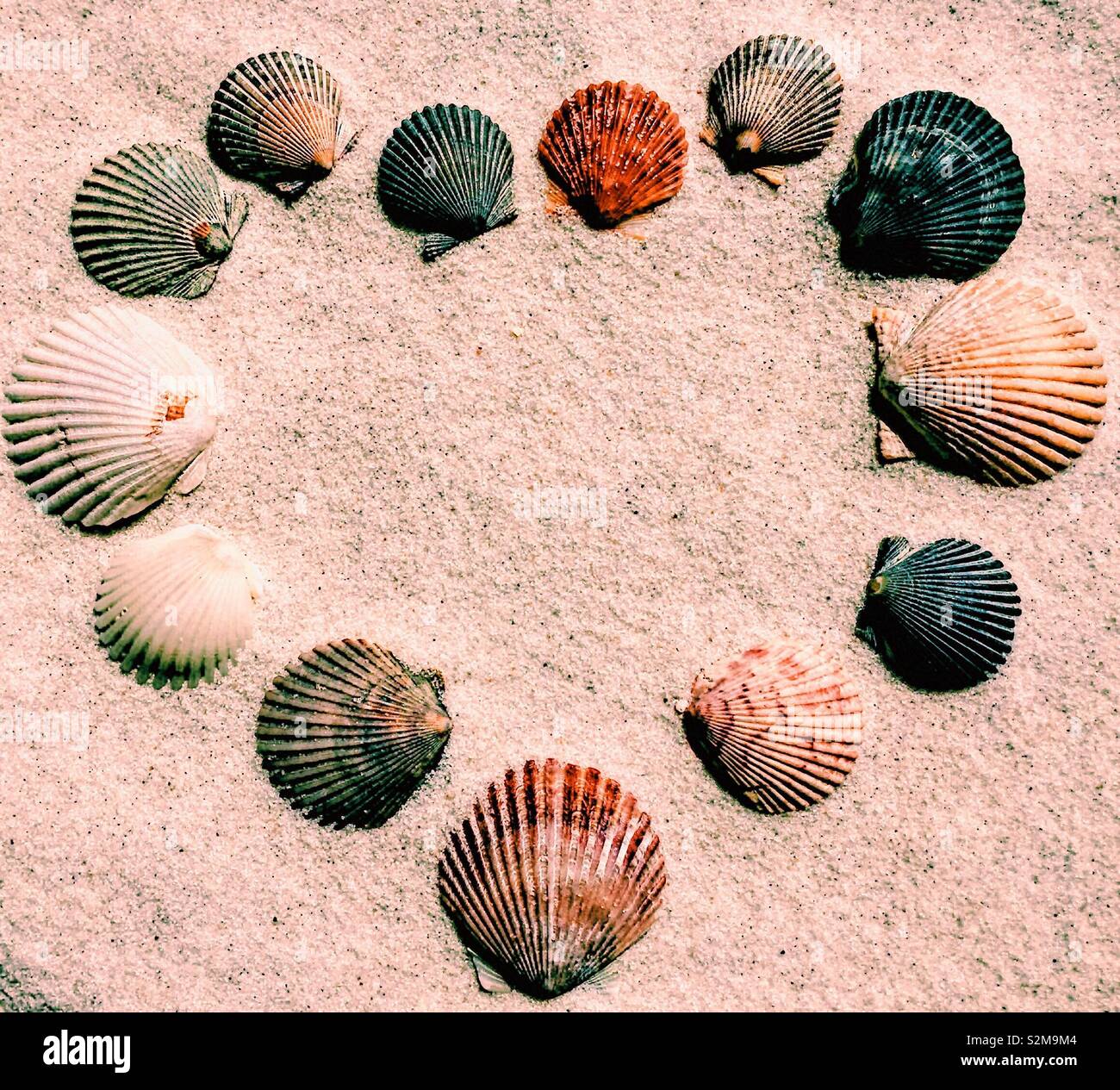 Filling scallop shell with wine hi-res stock photography and images - Alamy