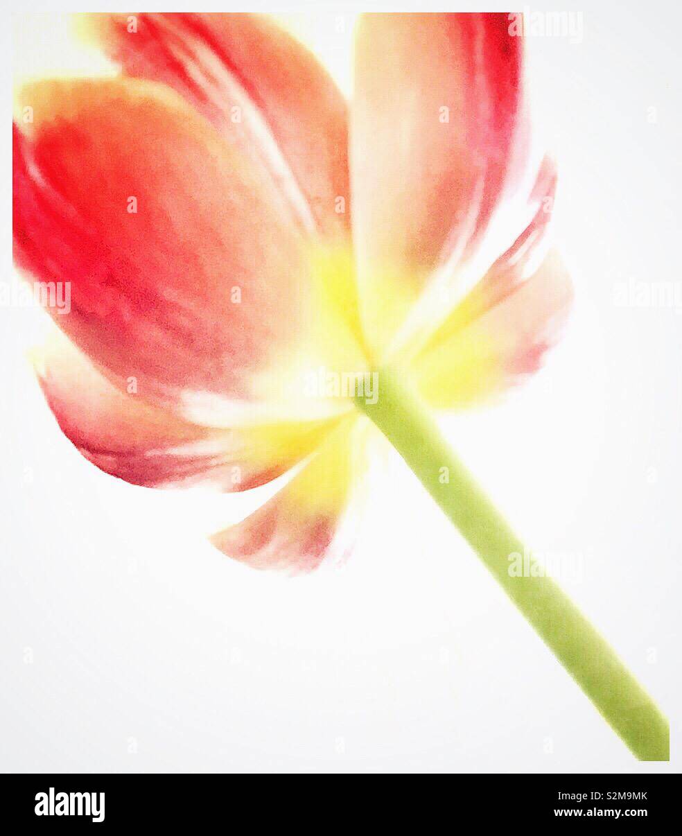 Colourful tulip flower. - Smartphone Captured Stock Image