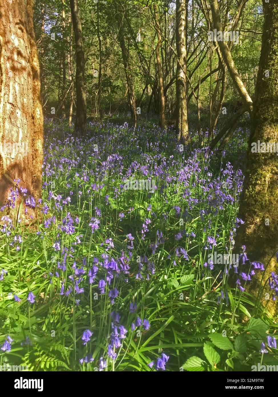 Bluebell woods - Smartphone Captured Stock Image