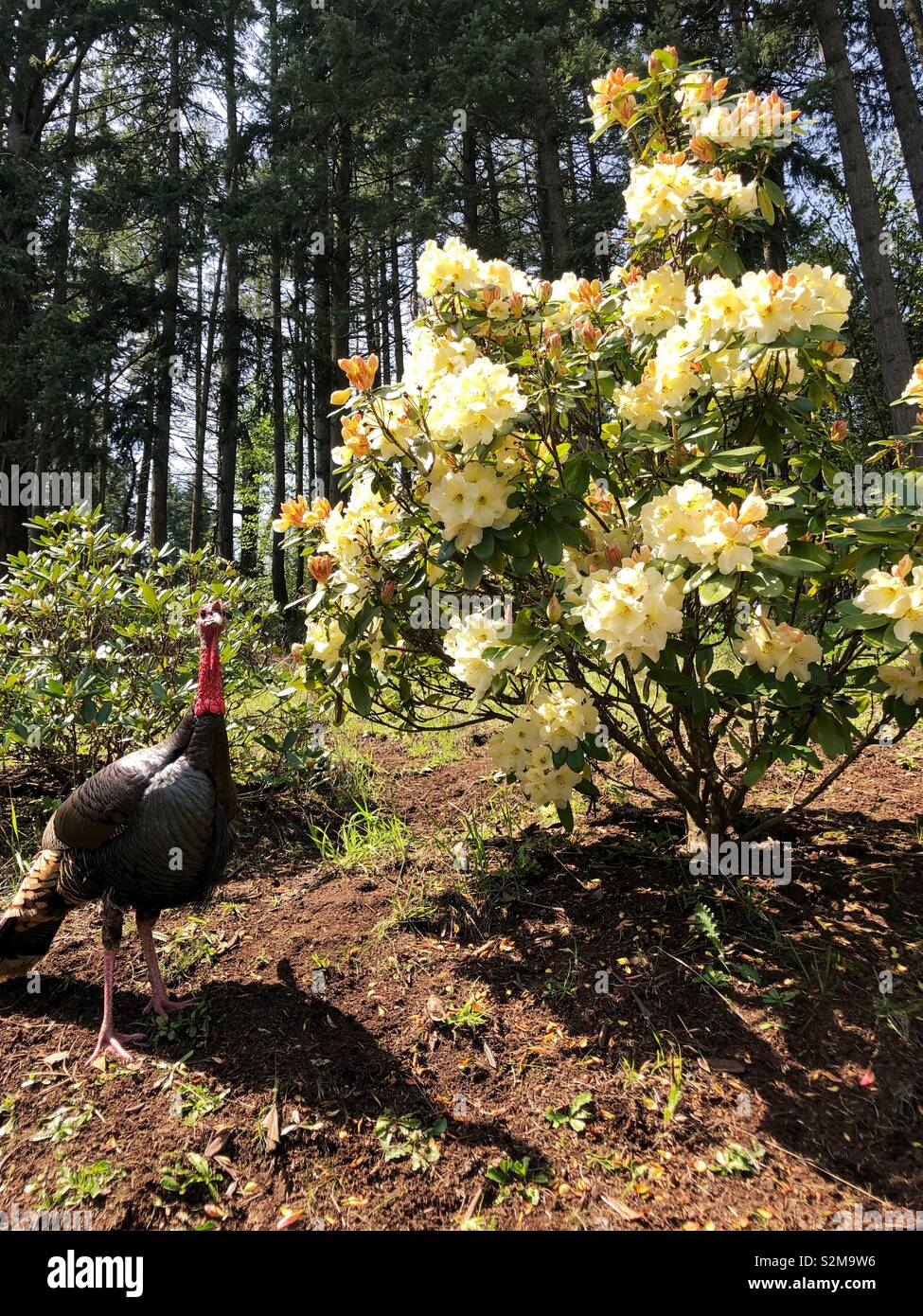 A wild turkey standing next to a rhododendron bush in Eugene, Oregon, USA. Stock Photo