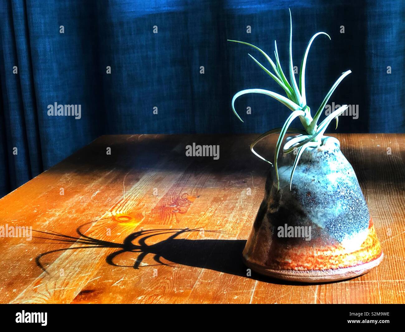 Tillandsia air plant hires stock photography and images Alamy
