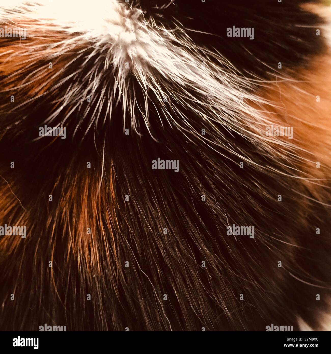 Close up of the pattern of fur on a calico cat. - Smartphone Captured Stock Image