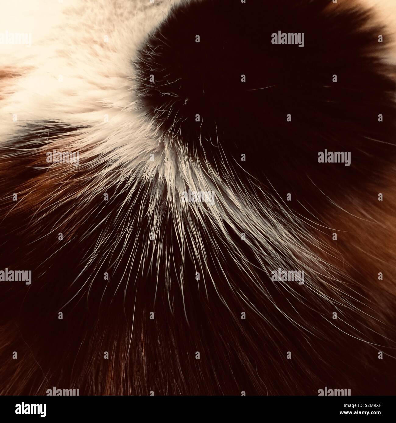 Close up of the pattern of fur on a calico cat Stock Photo Alamy