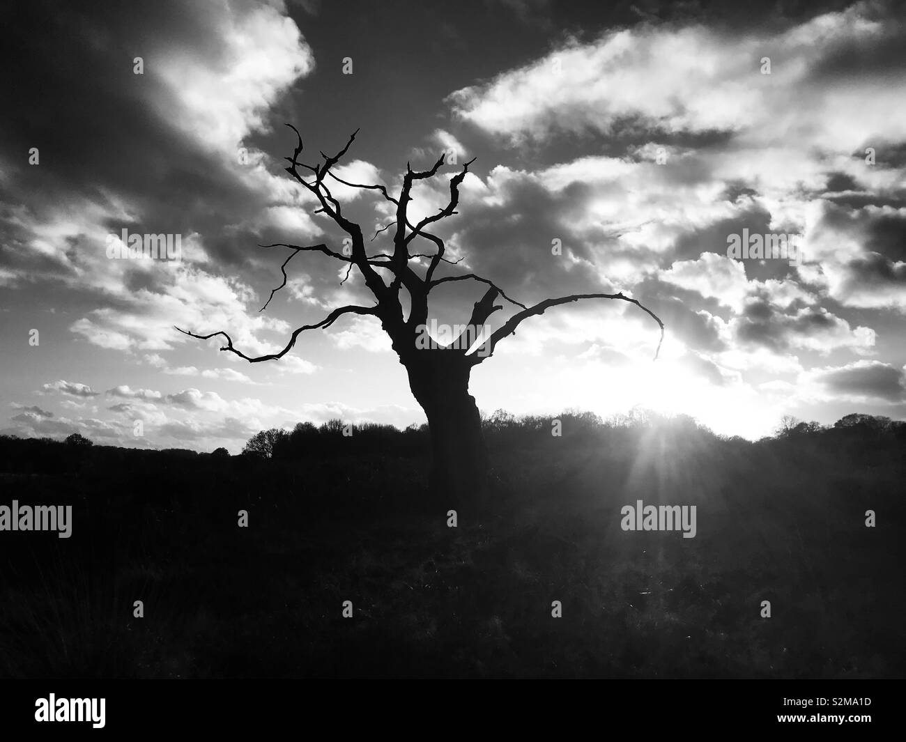 Skeleton tree Stock Photo