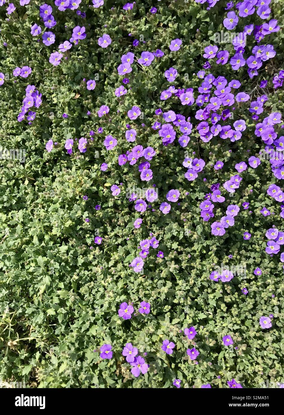Purple flower field. Spring mood Stock Photo