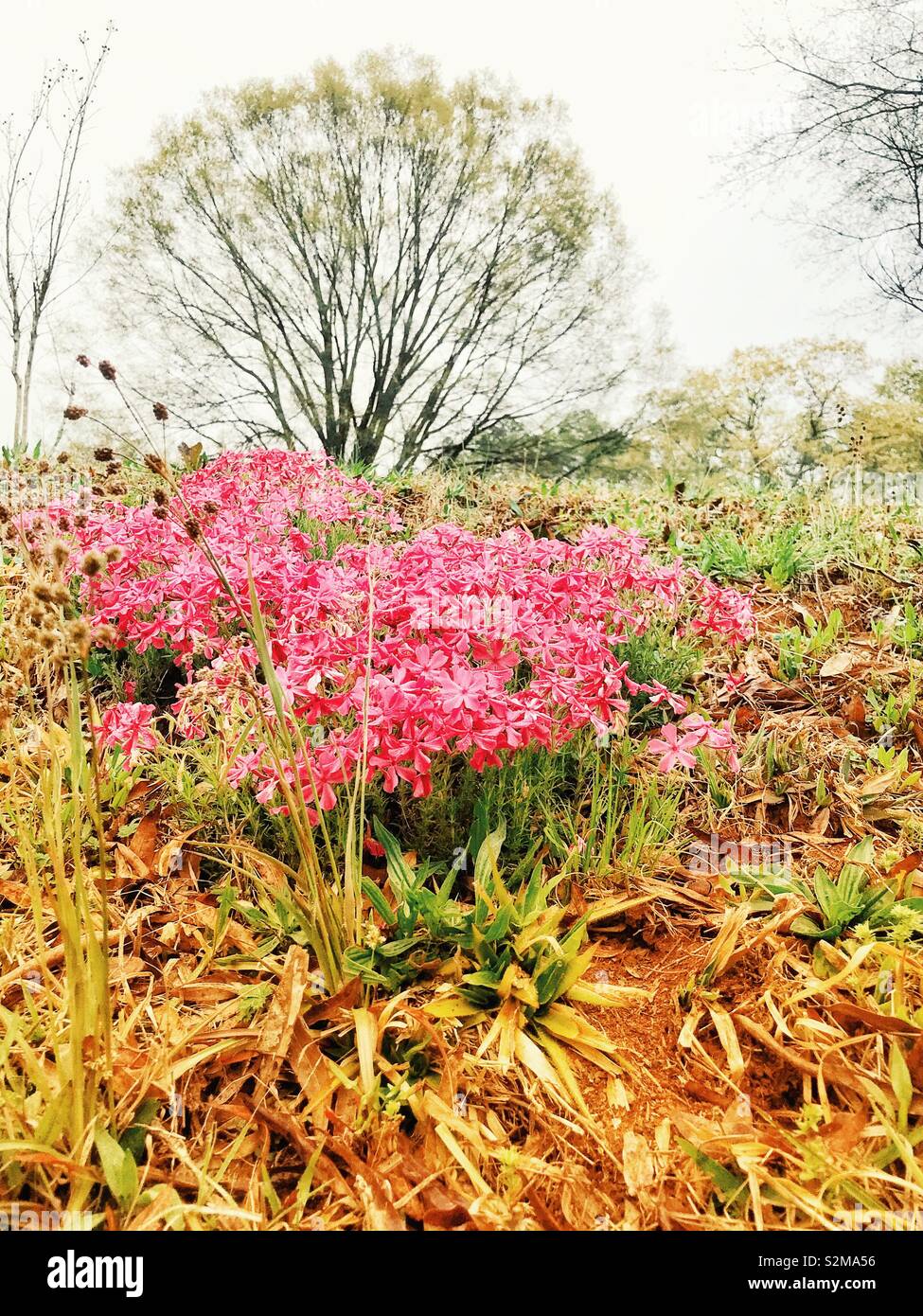 Morning light on patch of pink phlox on a hillside with newly leafing tree over top - Smartphone Captured Stock Image