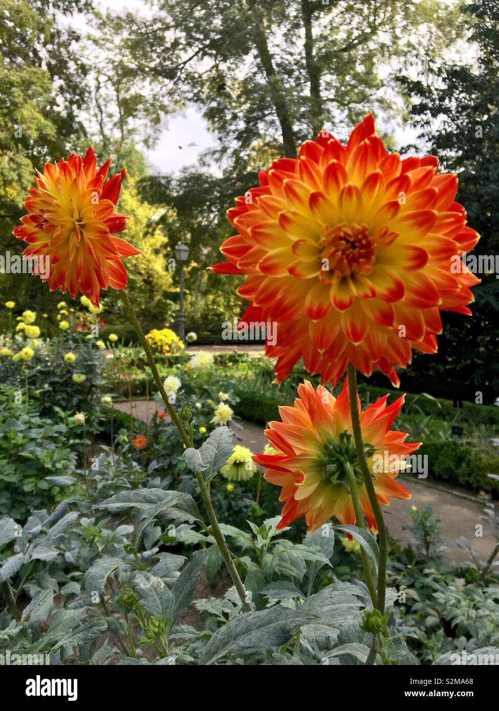 Dahlias in flower at Madrid Botanical Garden - Smartphone Captured Stock Image