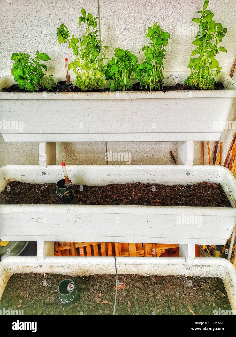Basil plants growing in trough on terrace, Sweden, Scandinavia - Smartphone Captured Stock Image
