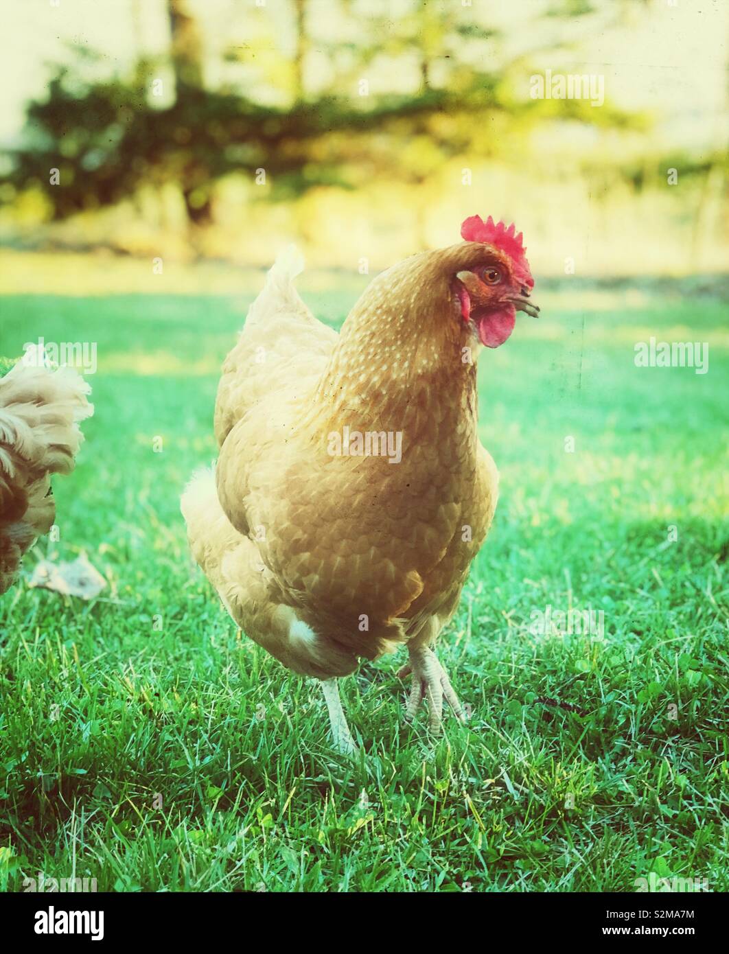 Backyard chicken in the grass at sunset - Smartphone Captured Stock Image