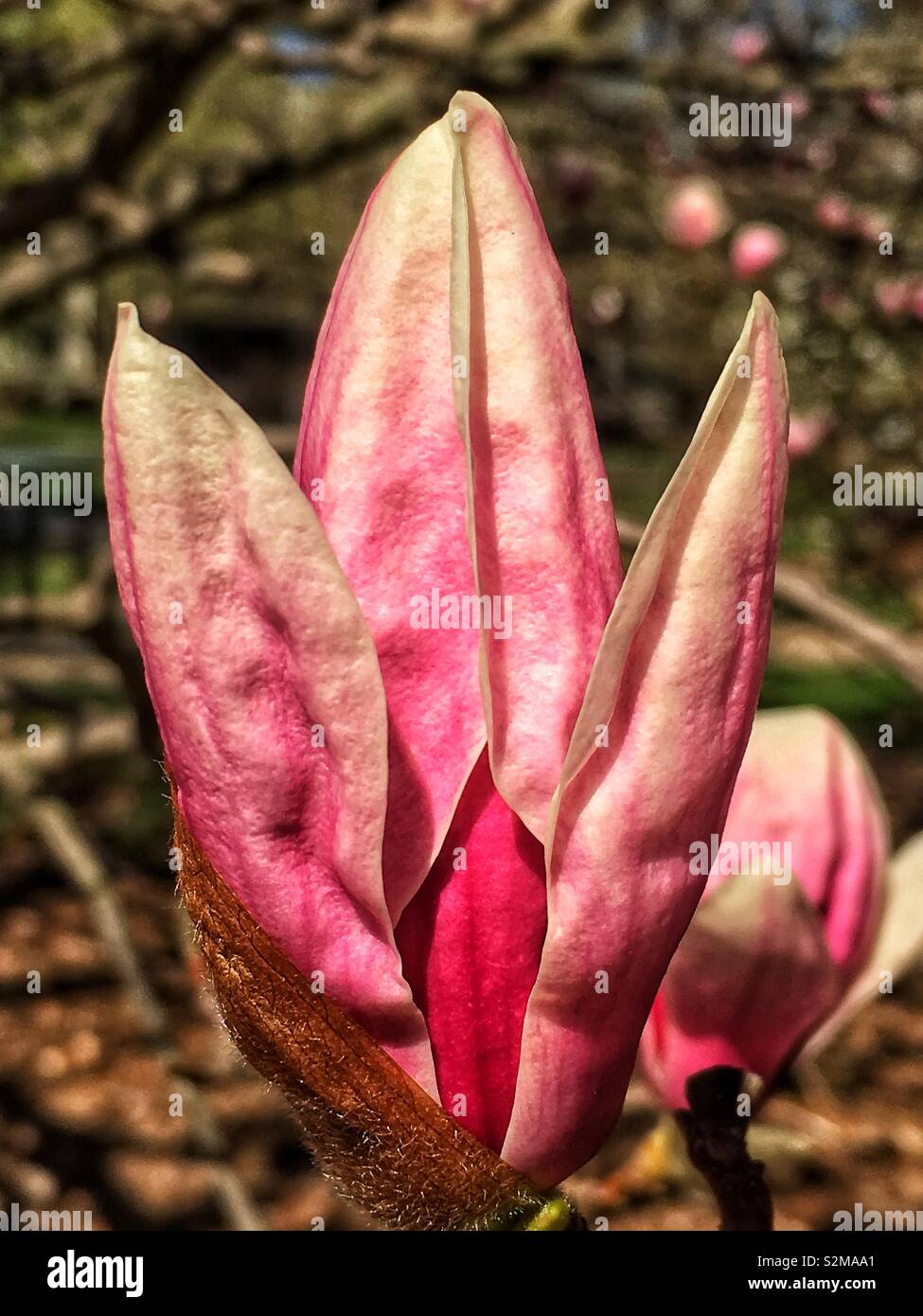 Huge showy beautiful single pink and white Magnolia flower on a sunny spring day. - Smartphone Captured Stock Image