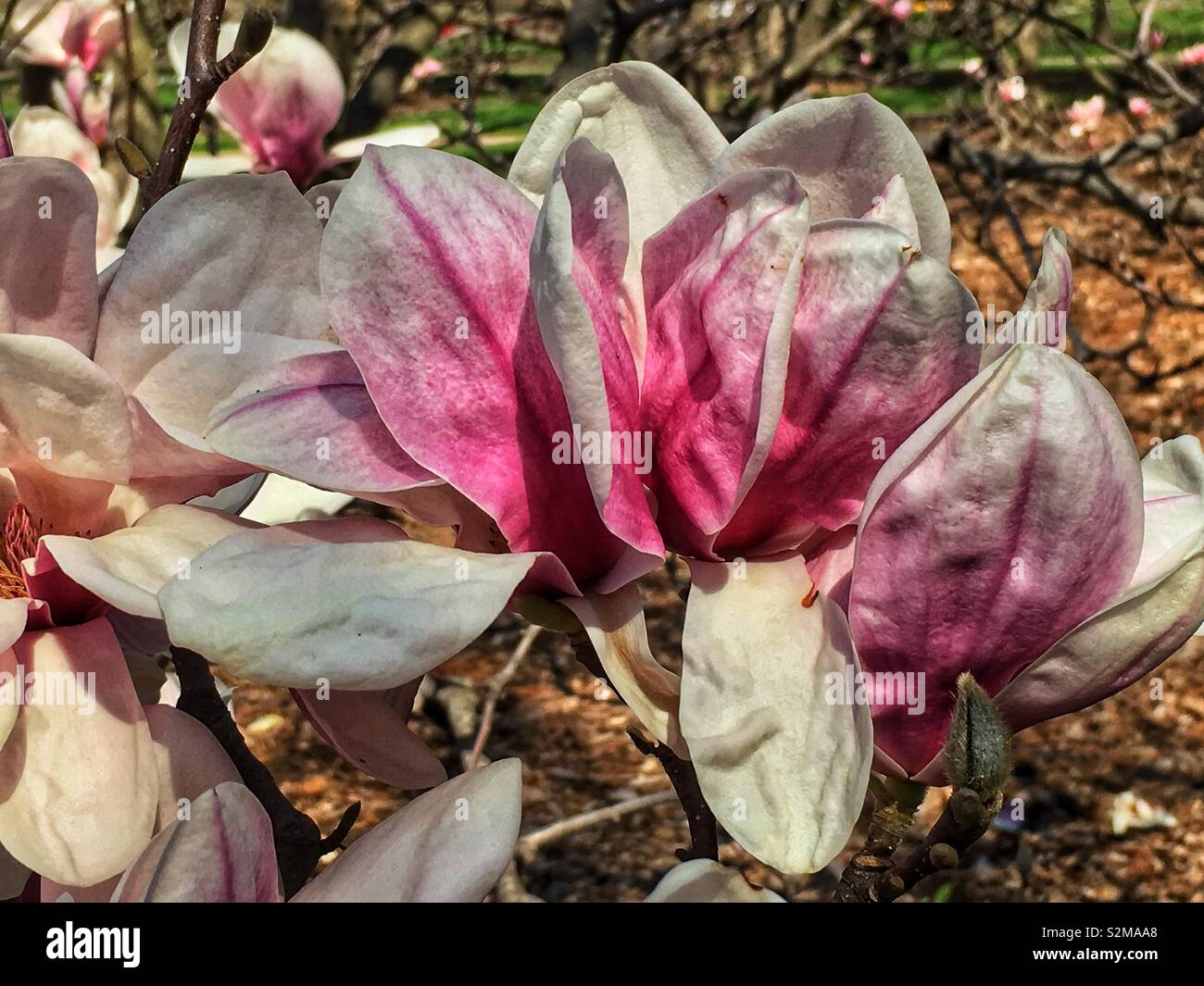 Huge showy beautiful pink and white Magnolia flower on a sunny spring day. - Smartphone Captured Stock Image