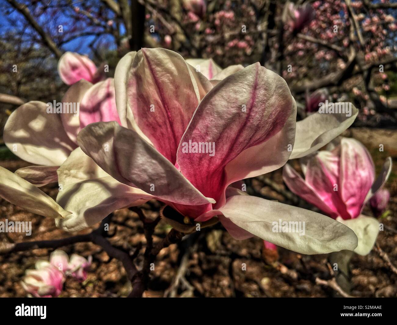 Huge showy beautiful pink and white Magnolia flower on a sunny spring day. - Smartphone Captured Stock Image