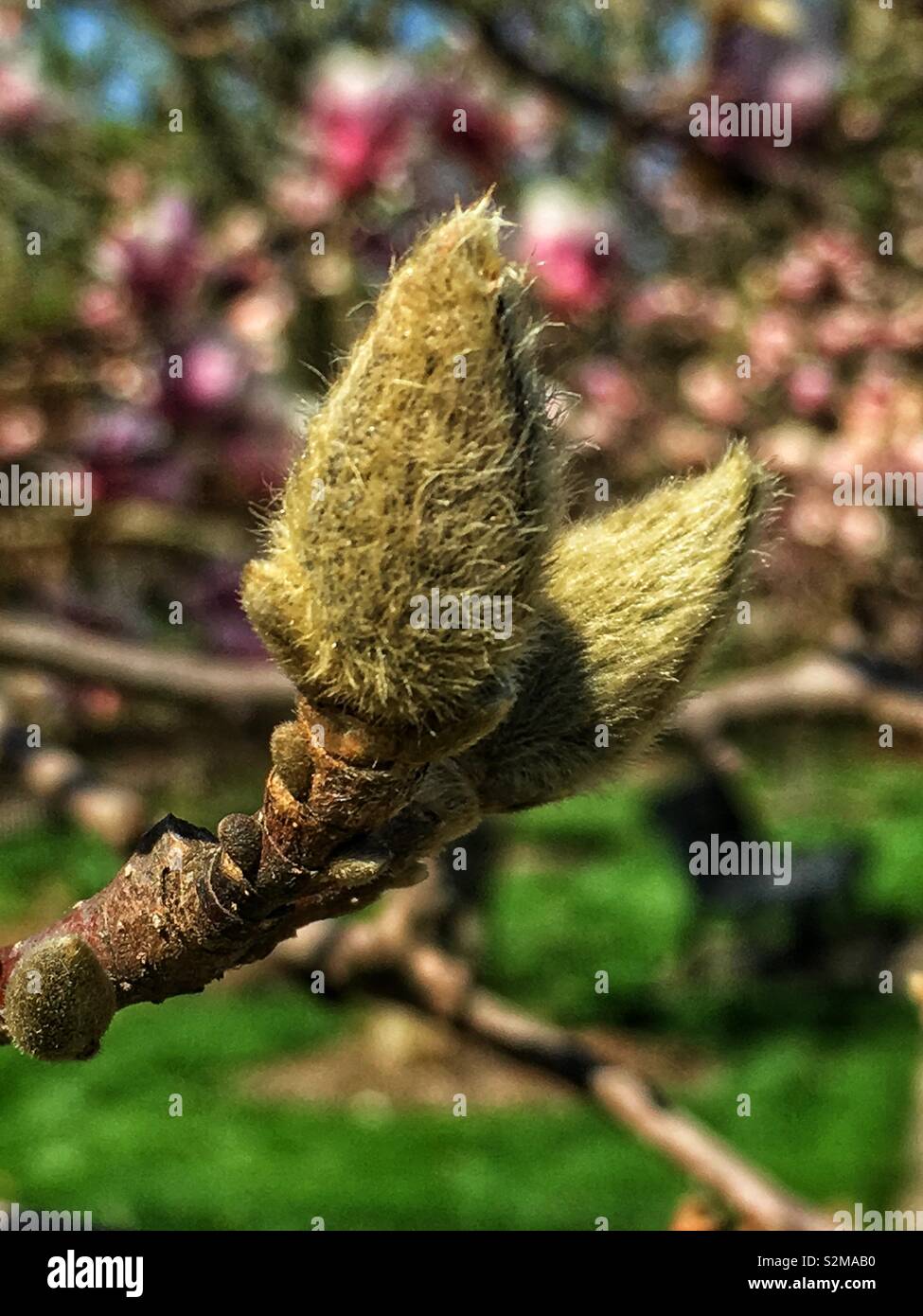 Huge showy beautiful pink and white Magnolia flower buds on a sunny