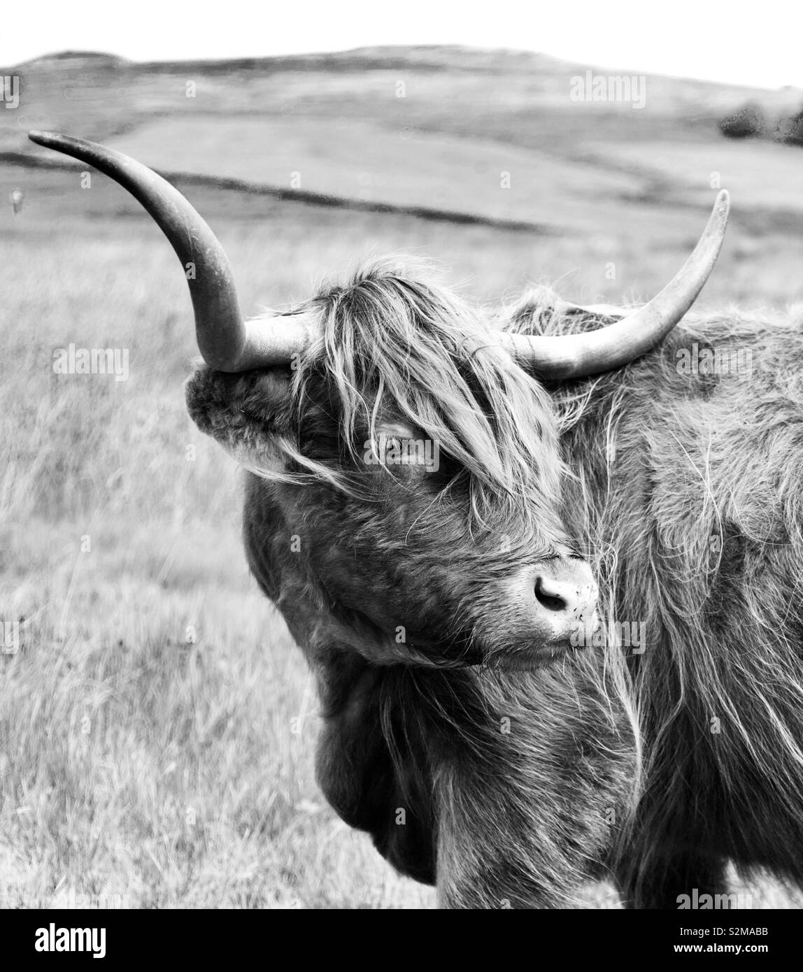 Highland cow Black and White Stock Photos & Images Alamy — free download