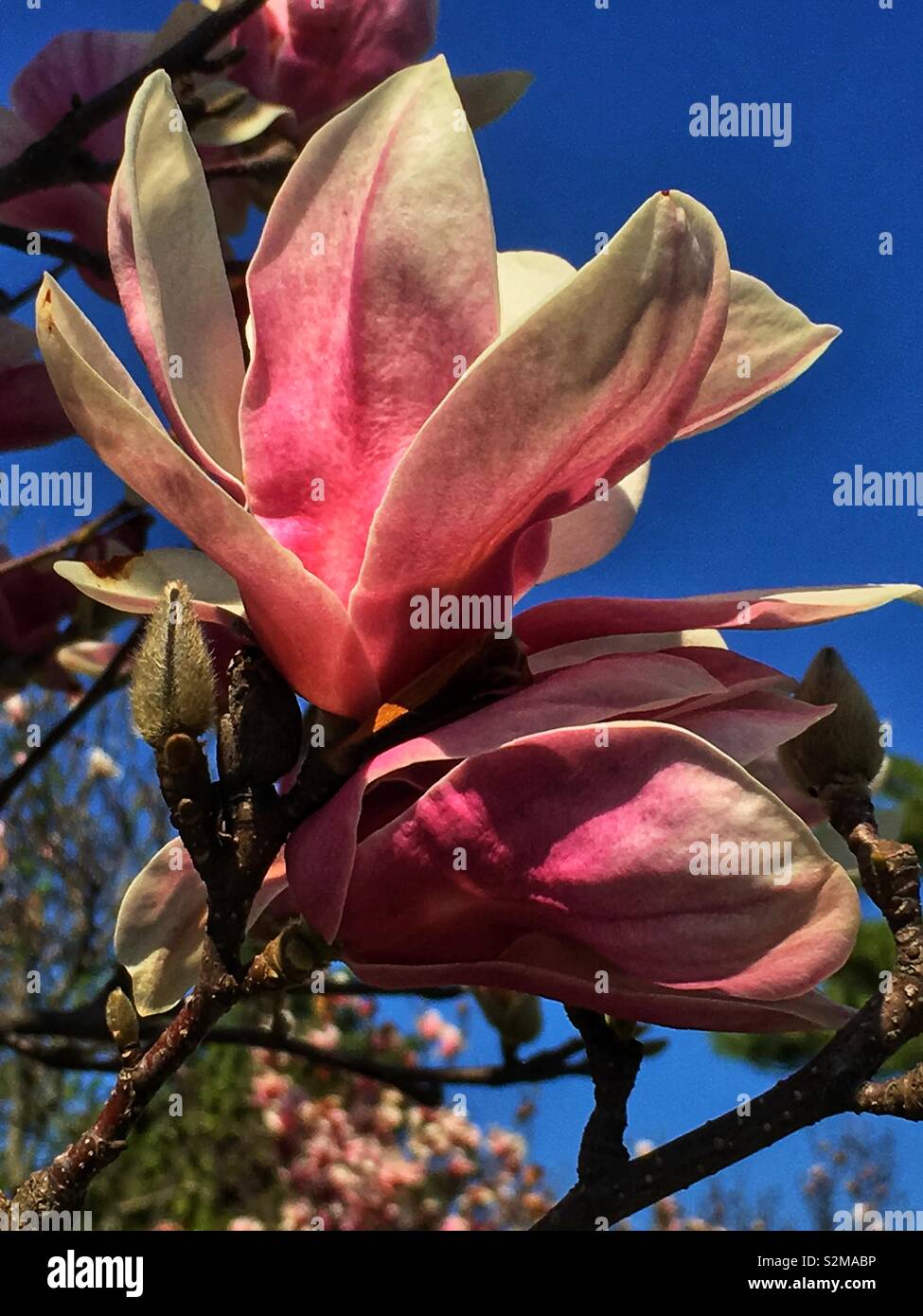 Magnificent showy beautiful pink and white Magnolia flower on a sunny