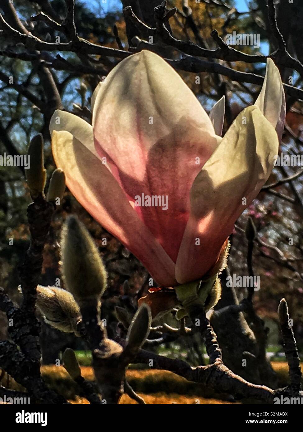 Magnificent showy beautiful pink and white Magnolia flower on a sunny