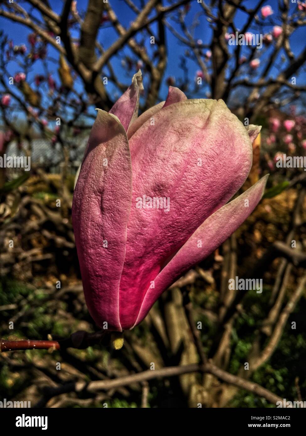 Magnificent showy beautiful pink and white Magnolia flower on a sunny spring day as a sign of spring. - Smartphone Captured Stock Image