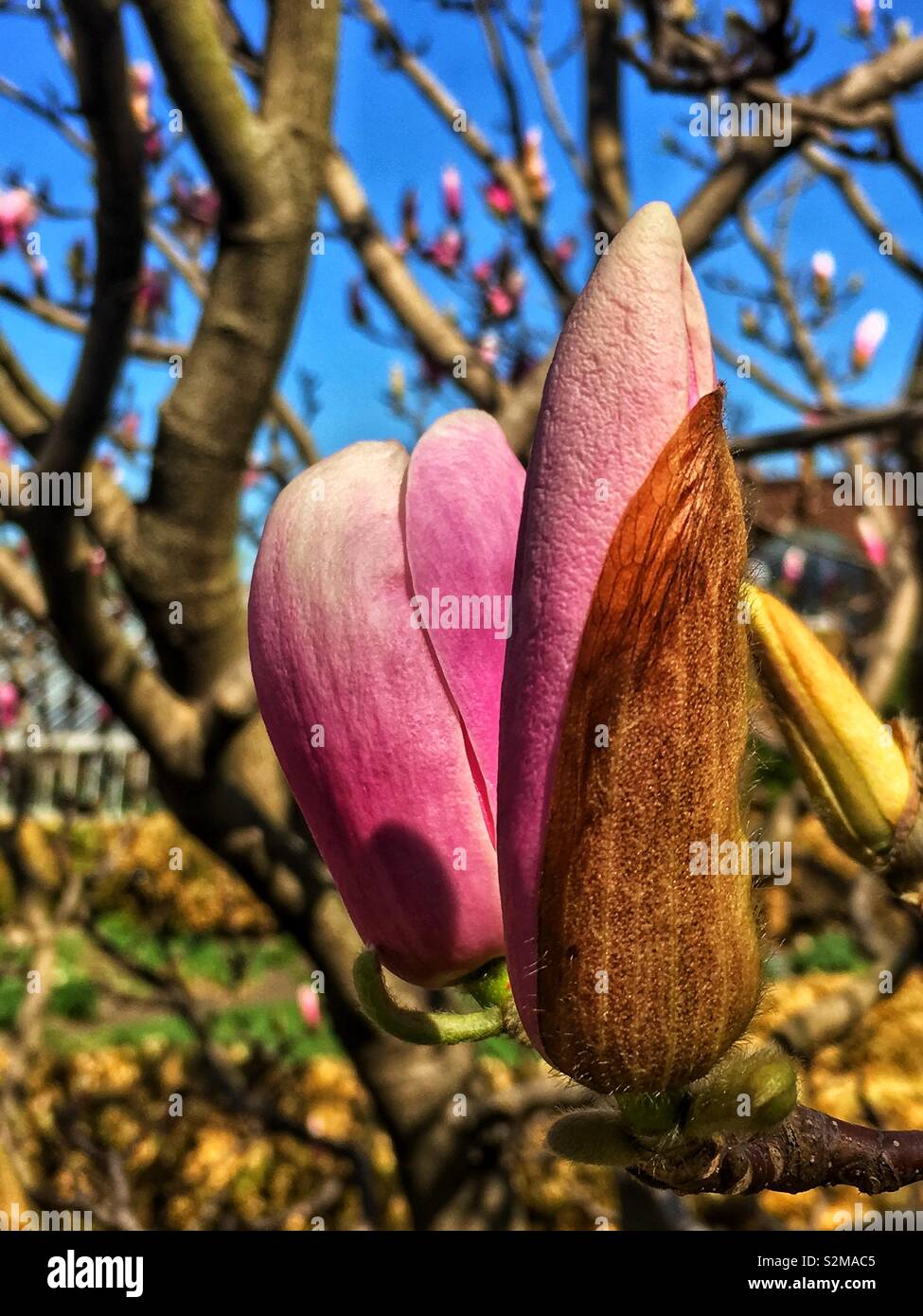Magnificent showy beautiful pink and white Magnolia flower buds on a