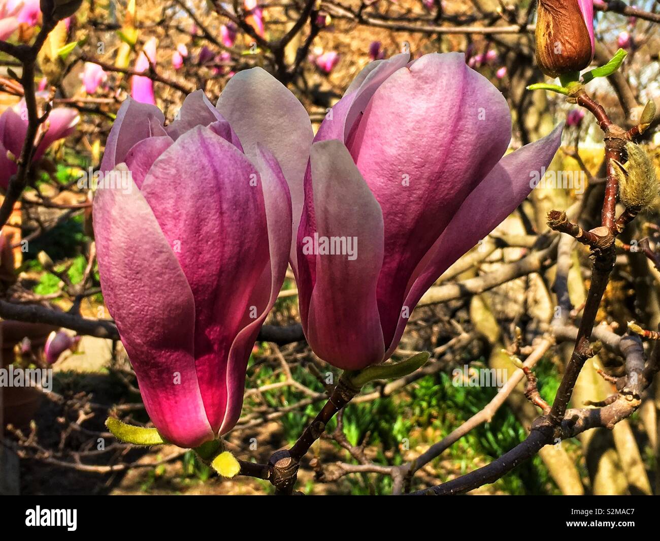 Two Magnificent showy beautiful pink and white Magnolia flowers on a sunny spring day as a sign of spring. - Smartphone Captured Stock Image