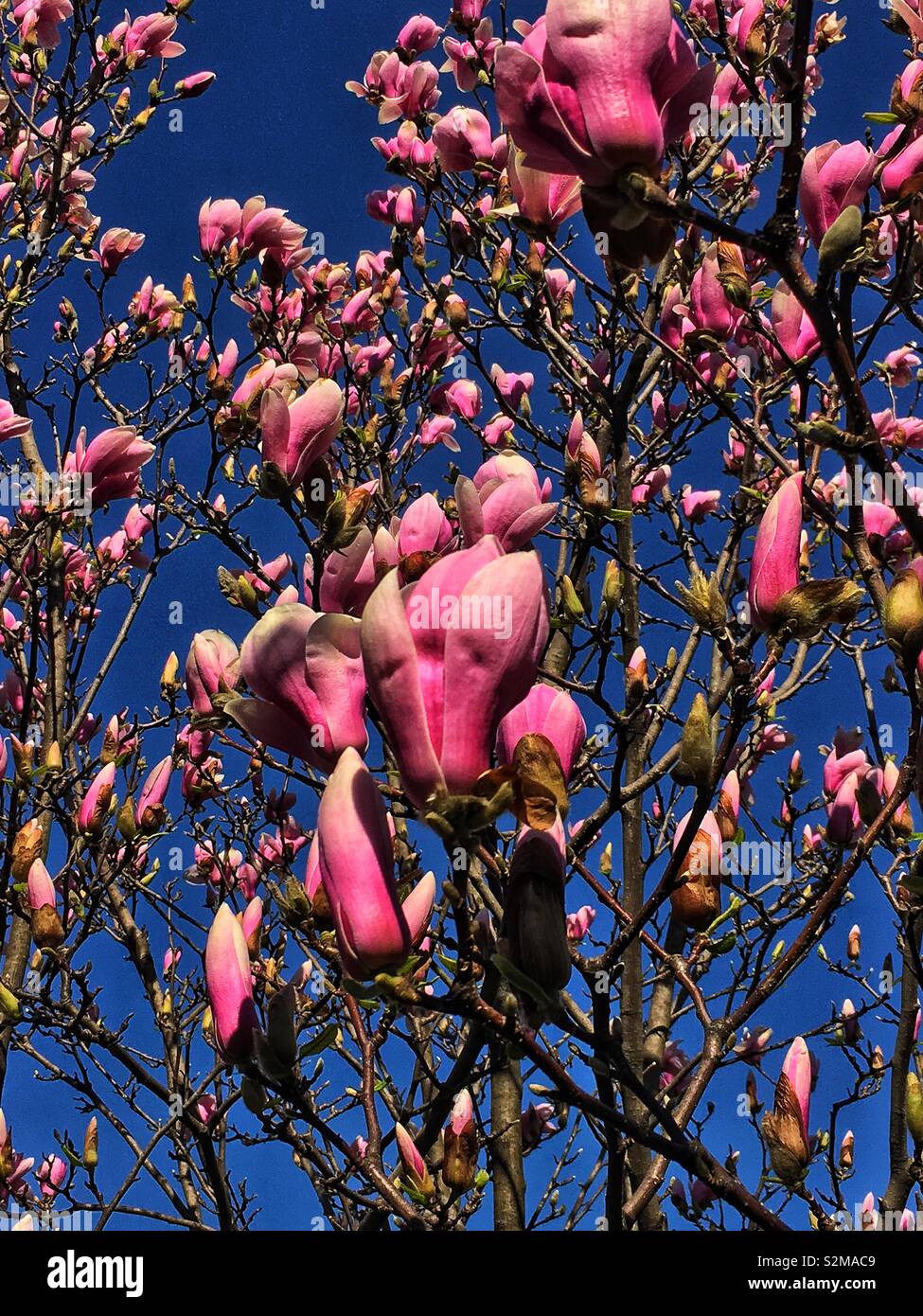 Tree full of Magnificent showy beautiful pink and white Magnolia flowers on a sunny spring day as a sign of spring. - Smartphone Captured Stock Image