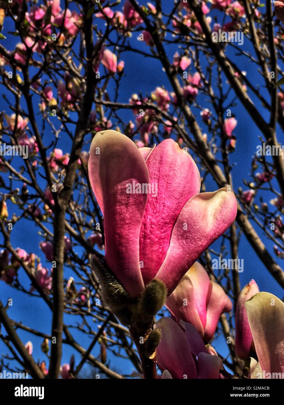 Magnificent showy beautiful pink and white Magnolia flower on a sunny spring day as a sign of spring. - Smartphone Captured Stock Image