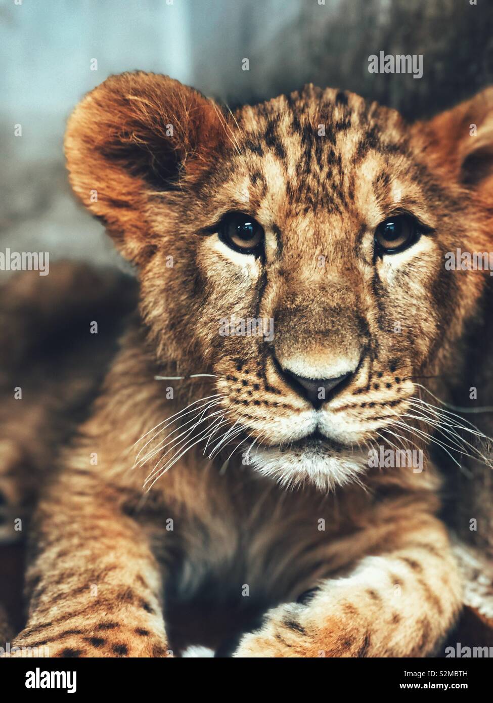Portrait of a lion cub - Smartphone Captured Stock Image