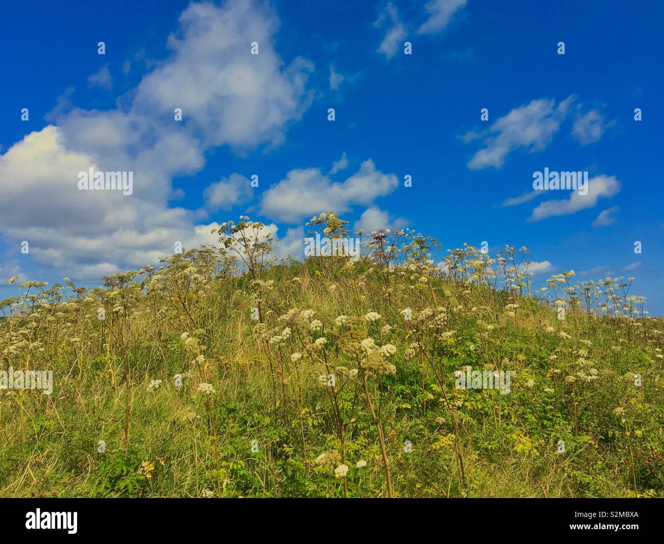Hill with wildflowers and puffy white clouds - Smartphone Captured Stock Image