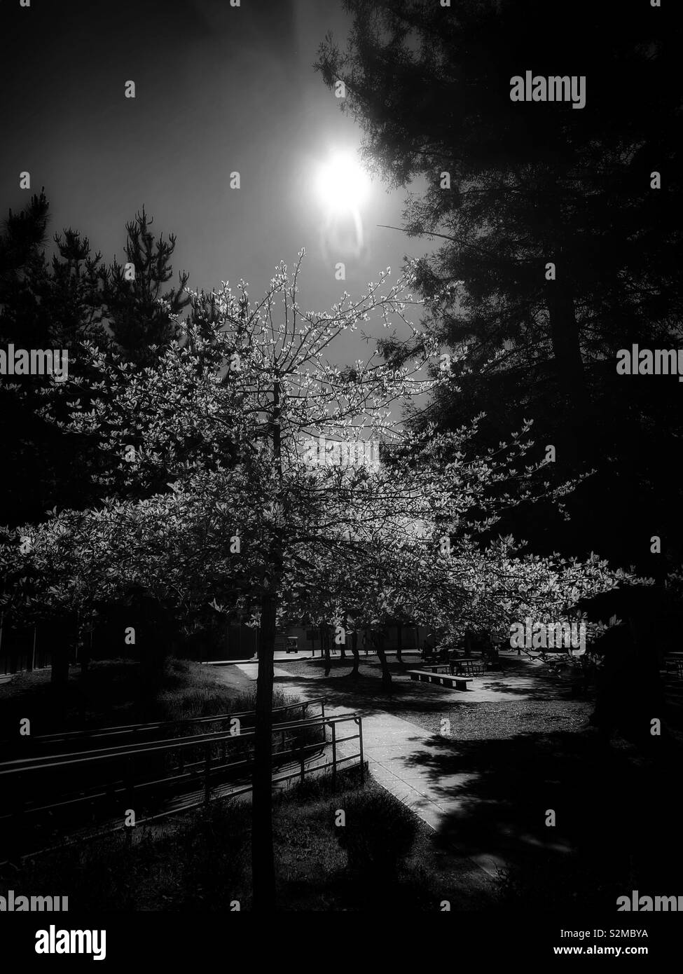 The fresh spring tree in black and white Stock Photo - Alamy