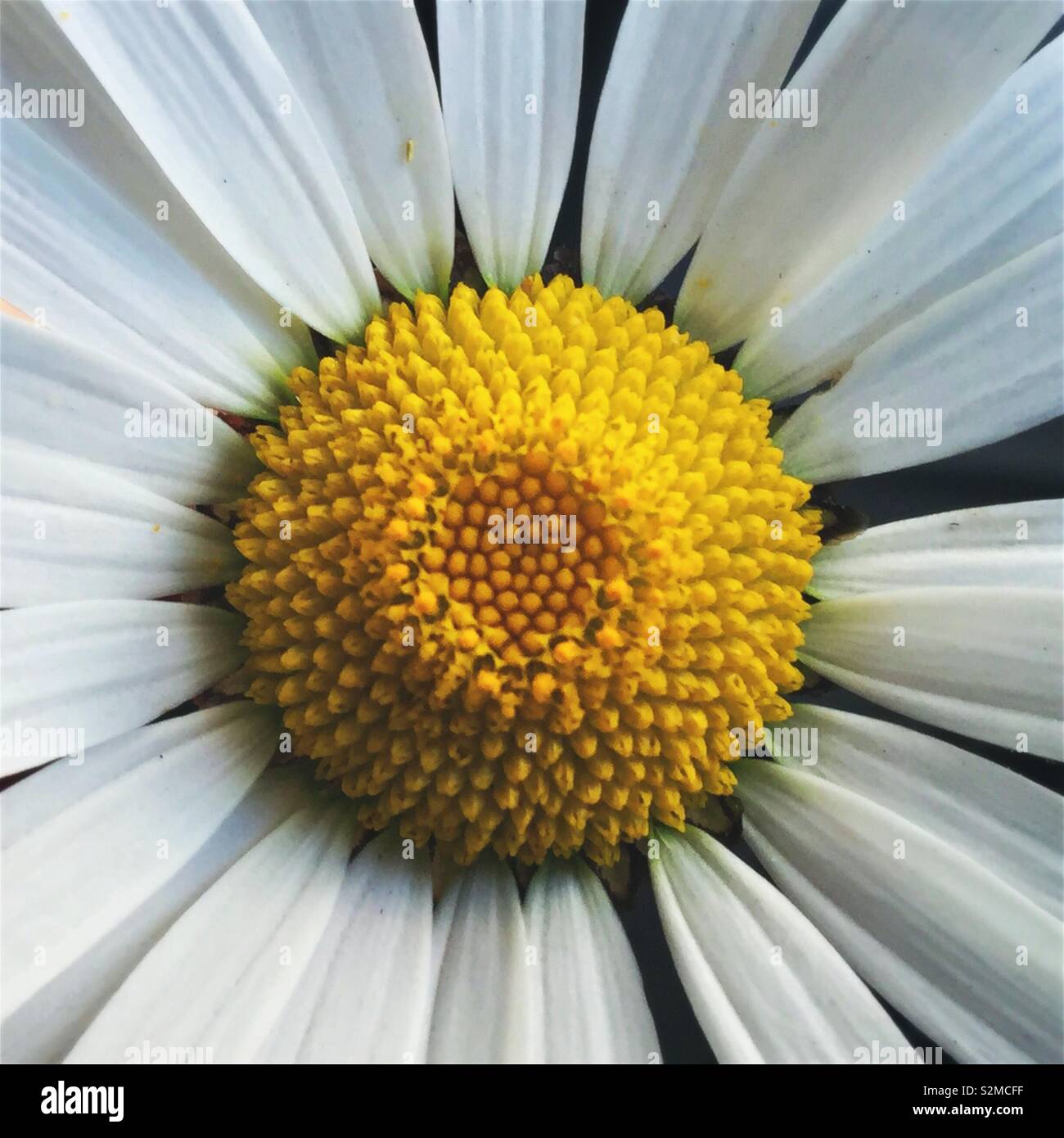 White daisy detail close up - Smartphone Captured Stock Image