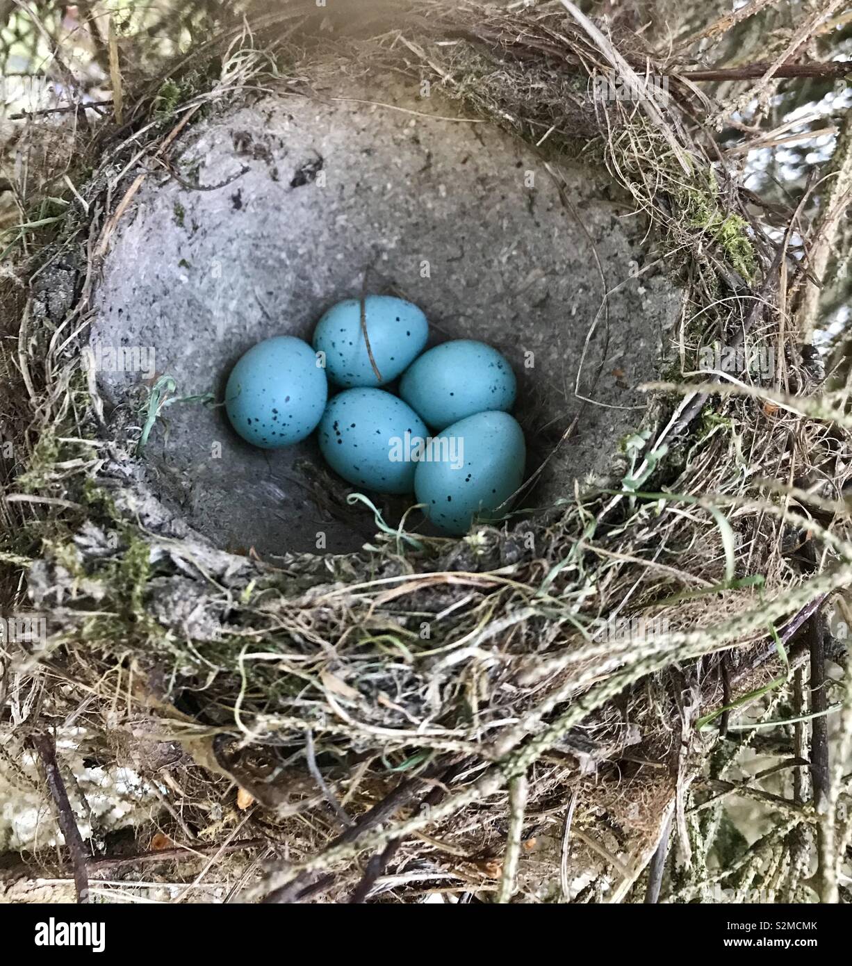 Birds nest Stock Photo