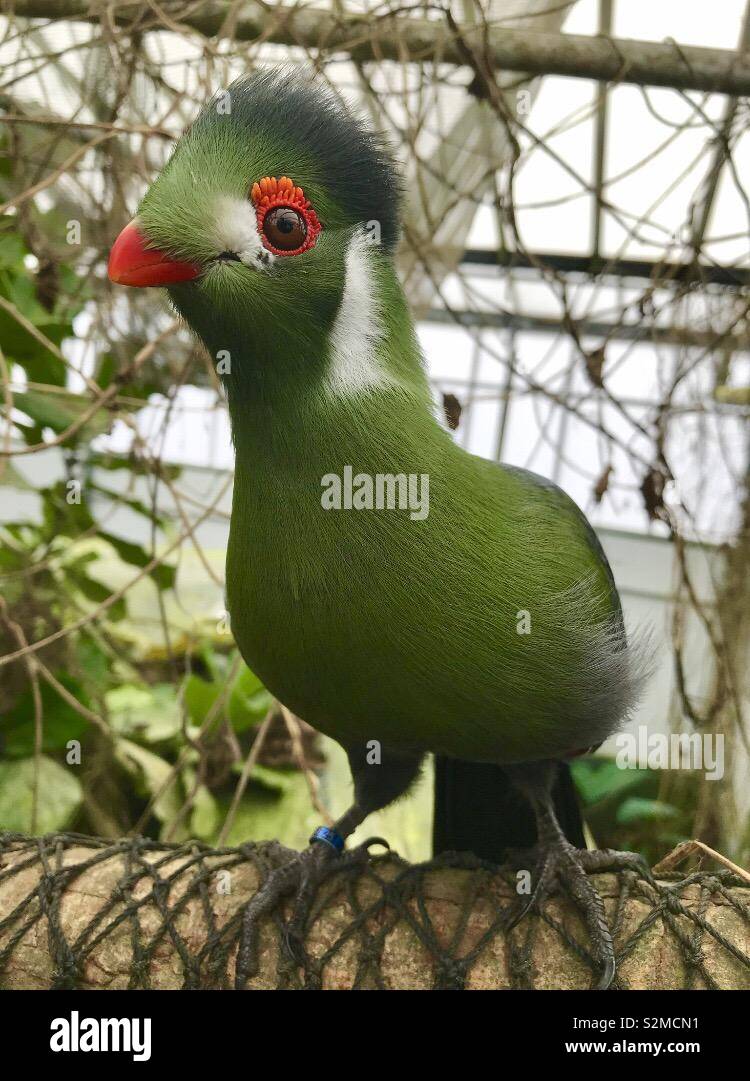 Exotic bird- green with red/orange beak and eyes Stock Photo