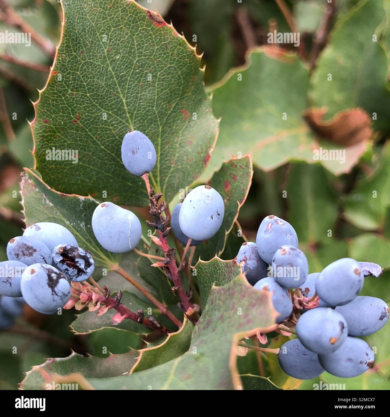 Wild raisin hi-res stock photography and images - Alamy