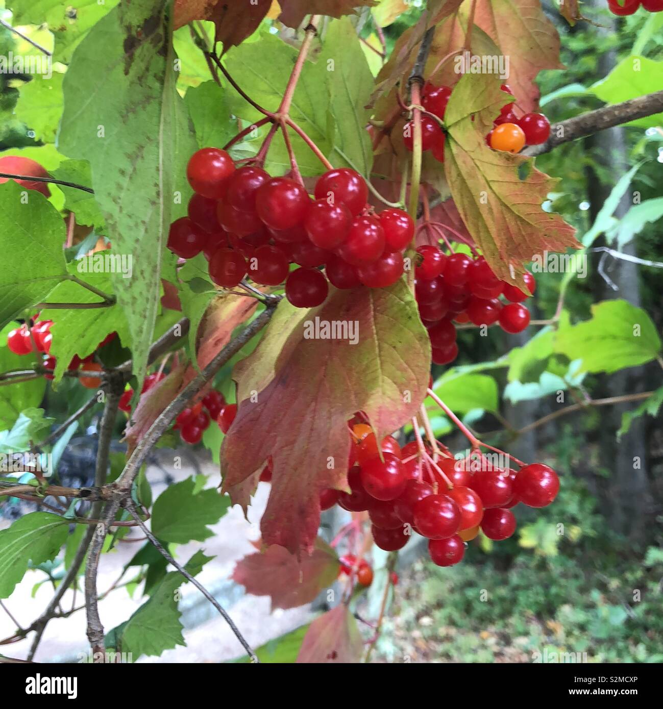 Choke cherries hires stock photography and images Alamy