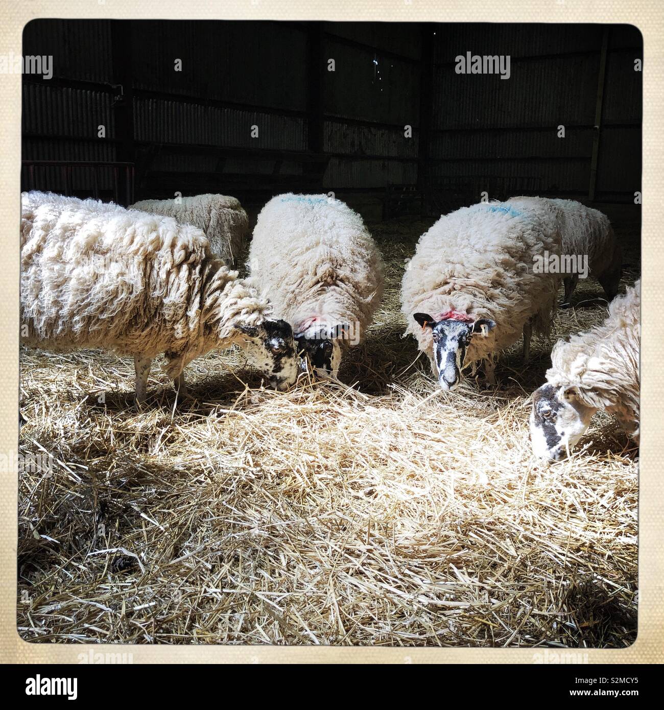 Pregnant sheep eating straw, England, UK Stock Photo