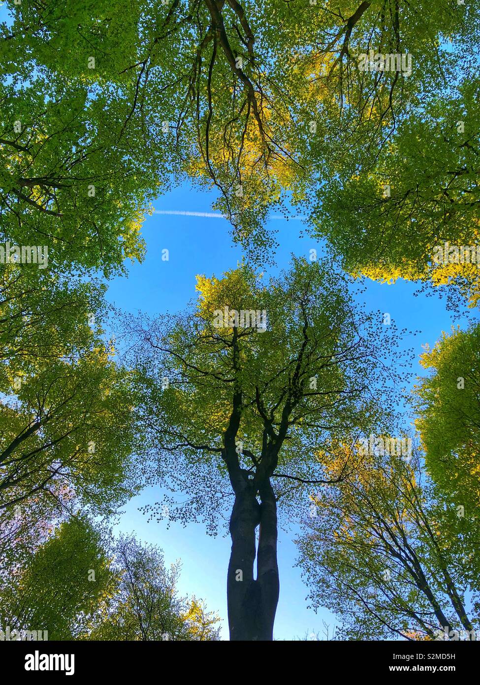 Looking up at the beech trees in Micheldever woods in Winchester