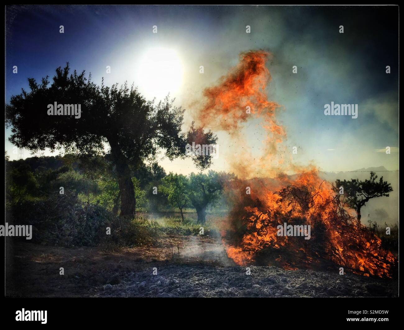 Seasonal burning of olive pruning’s, Catalonia, Spain. - Smartphone Captured Stock Image