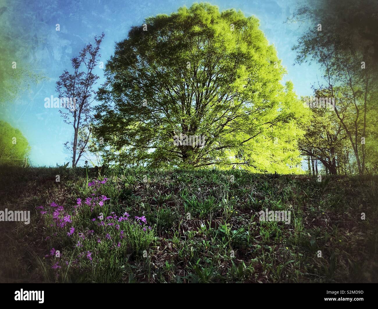 Freshly greening tree on hilltop with small patch of pink phlox on the hillside - Smartphone Captured Stock Image