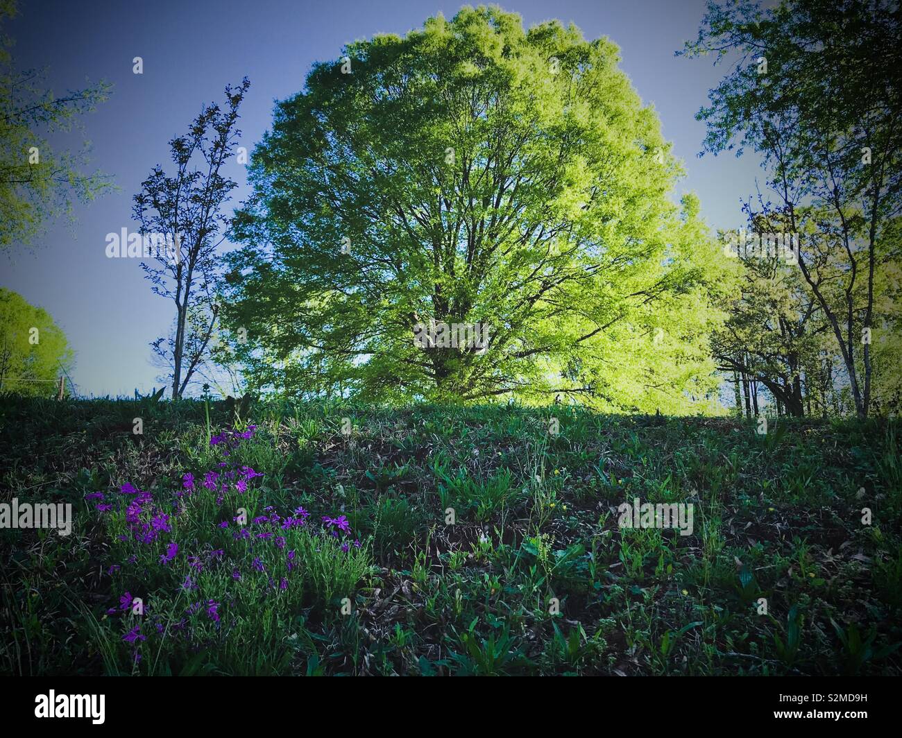 Morning sun on freshly leafing spring tree on top of a hill with pink phlox on the hillside - Smartphone Captured Stock Image