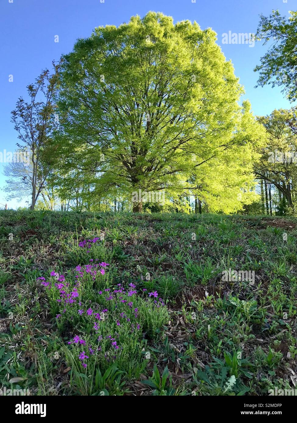 Morning sun on freshly greening tree on a hilltop with pink phlox growing on the hillside - Smartphone Captured Stock Image