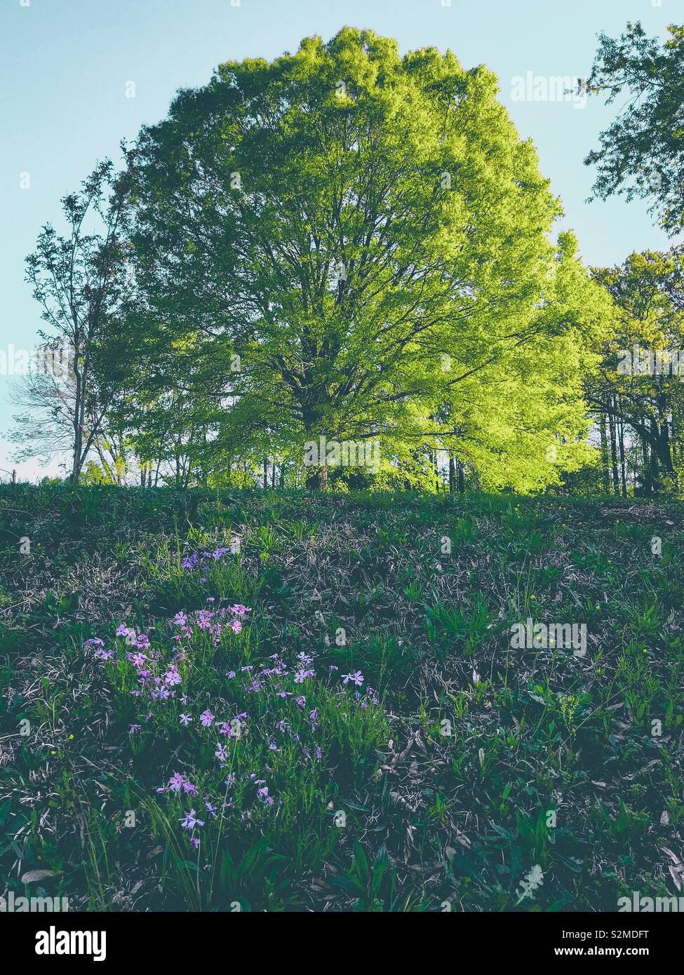 Matte photo of freshly leafed tree on top of the hill with a patch of pink phlox on the hillside - Smartphone Captured Stock Image