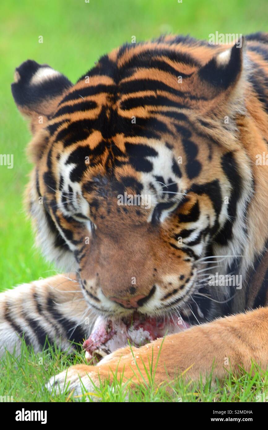 Sumatran tiger face vector stock vector. Illustration of head - 169694531