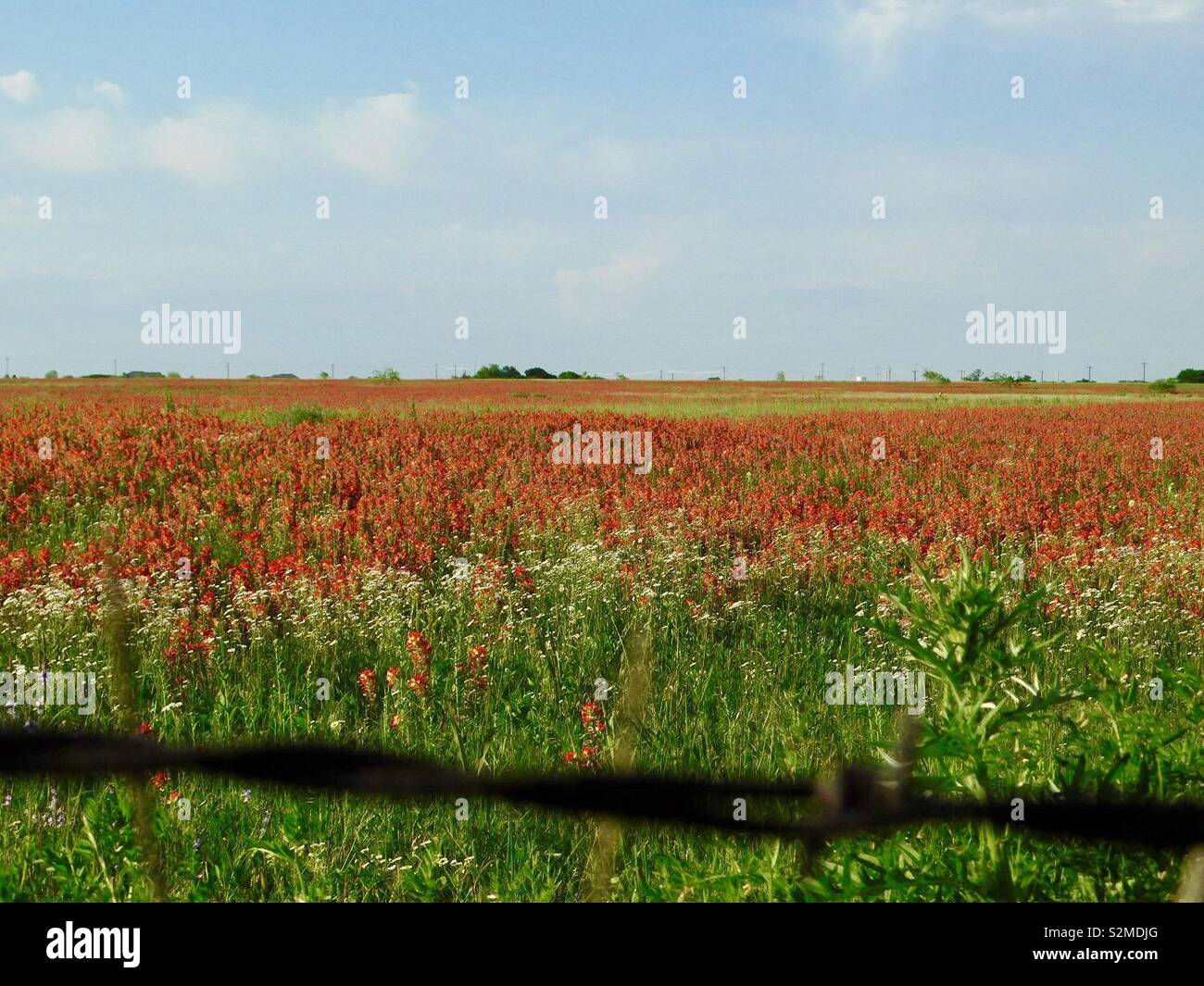 Indian wildflowers hi-res stock photography and images - Alamy